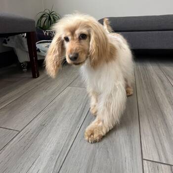 Mia -  Cocker Spaniel Dog for Adoption in South San Francisco, California - Mia | PetCurious
