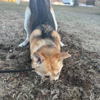 German Shepherd Dog and Husky Dogs Available for Adoption in Grand Rapids, Michigan - Hati | PetCurious