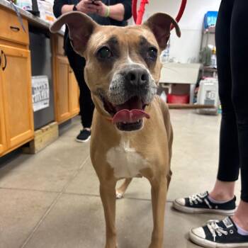 Pit Bull Terrier and Mixed Breed Dogs Available for Adoption in York, Pennsylvania - YORK-Stray-15422 | PetCurious