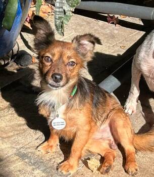 Chihuahua Dogs Available for Adoption - Sidney - MUST BE ADOPTED WITH CLINT | PetCurious