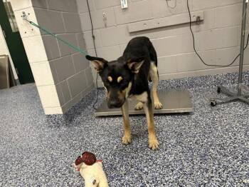 Siberian Husky and German Shepherd Dog Dogs Available for Adoption in Thousand Palms, California - A1915579 | PetCurious