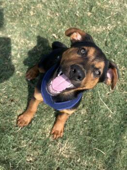 Ember -  Rottweiler Dog for Adoption in Siloam Springs, Arkansas - Ember | PetCurious