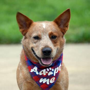Meatball -  Australian Cattle Dog Blue Heeler Dog for Adoption in Gretna, Nebraska - Meatball | PetCurious