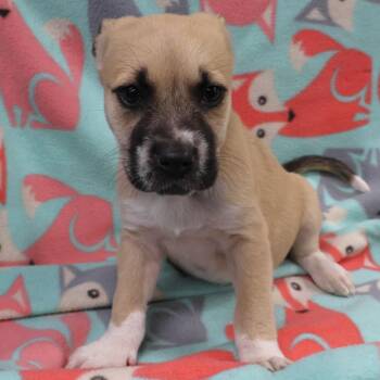 Auri D11444 -  German Shepherd Dog and Labrador Retriever Dog Available for Adoption - Auri D11444 | PetCurious