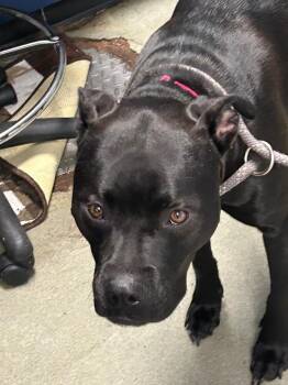 Mixed Breed Dogs Available for Adoption in Detroit, Michigan - Blue | PetCurious