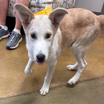 Bisquik -  Shepherd and Mixed Breed Dog for Adoption in West Point, Mississippi - Bisquik | PetCurious