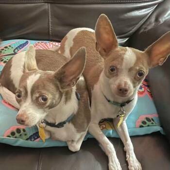 Grayson & Yoda -  Chihuahua Dog for Adoption in Dallas, Texas - Grayson & Yoda | PetCurious