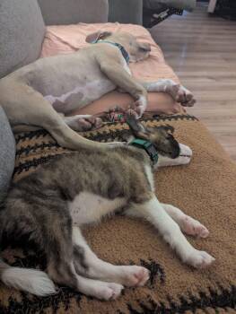 Rocket -  Dutch Shepherd and Husky Dog for Adoption in Manhattan, Kansas - Rocket | PetCurious