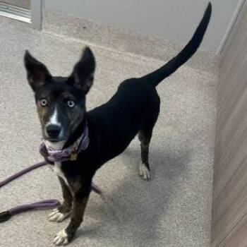 Cobalt -  Australian Shepherd and Hound Dog for Adoption in Horn Lake, Mississippi - Cobalt | PetCurious