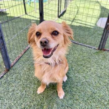 Ladybug -  Chihuahua Dog for Adoption in Agoura Hills, California - Ladybug | PetCurious