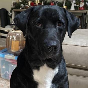 Rescue Labrador Retriever Dogs for Adoption in San Francisco, California - Ozzy | PetCurious