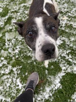 Rescue Rat Terrier and Terrier Dogs for Adoption in Eastpointe, Michigan - Nacho! Sweetest Boy EVER! | PetCurious
