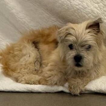 Journey -  Maltese Dog for Adoption in Mt. Juliet, Tennessee - Journey | PetCurious