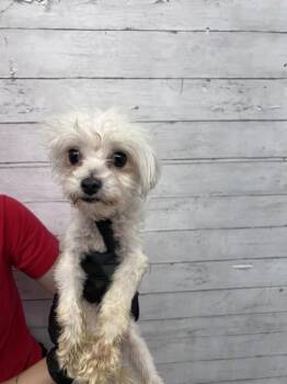 A595668 -  Poodle Dog for Adoption in San Bernardino, California - A595668 | PetCurious