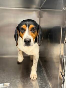 Beagle Dogs Available for Adoption in Hopkinsville, Kentucky - Penelope/Zadie | PetCurious