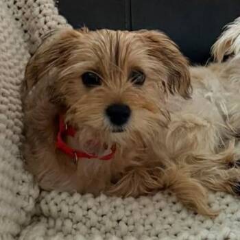 Beau -  Yorkshire Terrier Dog for Adoption in Grand Forks, North Dakota - Beau | PetCurious