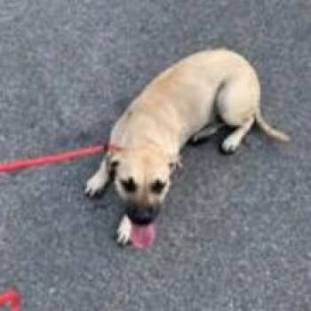 Elphaba -  Black Mouth Cur Dog for Adoption in Austin, Texas - Elphaba | PetCurious