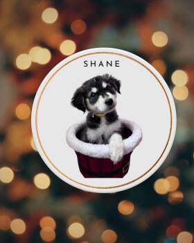 Rescue Siberian Husky Dogs for Adoption in Pflugerville, Texas - Shane | PetCurious
