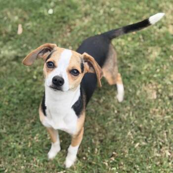 Milo -  Chihuahua and Beagle Dog for Adoption in Brownsboro, Alabama - Milo | PetCurious