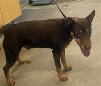 Doberman Pinscher and Mixed Breed Dogs Available for Adoption in Camarillo, California - A881253 | PetCurious