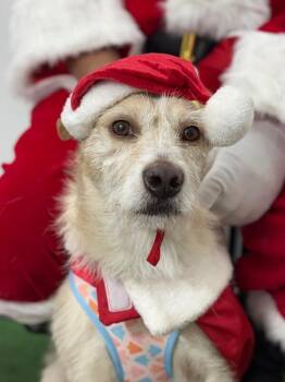 Border Terrier and Mixed Breed Dogs Available for Adoption - Memo | PetCurious