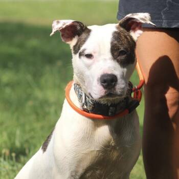 Congaree -  Pit Bull Terrier Dog for Adoption in Columbia, South Carolina - Congaree | PetCurious