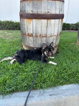 Rescue French Bulldog Dogs for Adoption in Rancho Santa Margarita, California - Gizmo | PetCurious