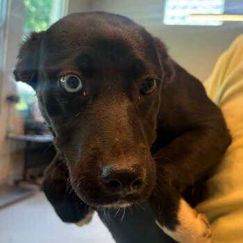 Beth -  Mixed Breed Dog for Adoption in Huntington, West Virginia - Beth | PetCurious