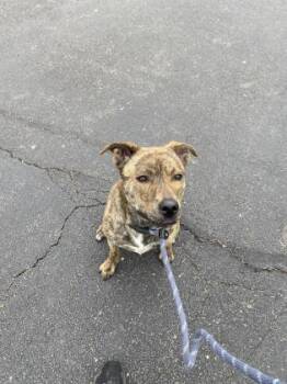 Rescue Shepherd and Pit Bull Terrier Dogs for Adoption in Columbus, Indiana - Lucy May Barker | PetCurious