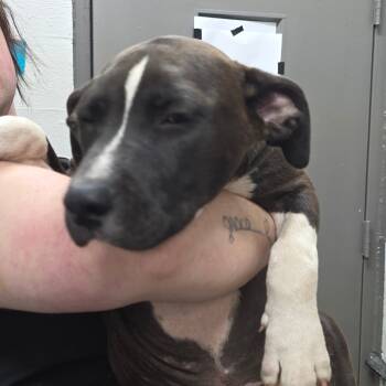 Rescue Terrier Dogs for Adoption in Clanton, Alabama - Batman | PetCurious