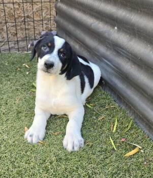 Border Collie and Labrador Retriever Dogs Available for Adoption in Apache Junction, Arizona - Locket | PetCurious