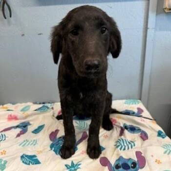 Xandra -  Labrador Retriever and Collie Dog for Adoption in Hattiesburg, Mississippi - Xandra | PetCurious