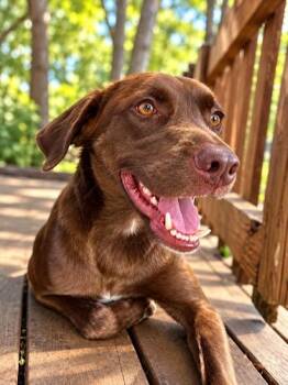 Buck 30 -  Chocolate Labrador Retriever Dog for Adoption in Killingworth, Connecticut - Buck 30 | PetCurious