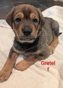 Gretel - Margot -  Labrador Retriever and Shepherd Dog for Adoption in Lakeland, Florida - Gretel - Margot | PetCurious
