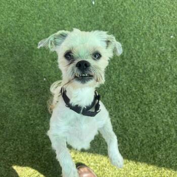 Alf -  Mixed Breed Dog for Adoption in Pittsburgh, Pennsylvania - Alf | PetCurious