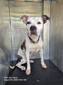 GIGI DUGDEEP -  American Staffordshire Terrier Dog for Adoption in San Antonio, Texas - GIGI DUGDEEP | PetCurious