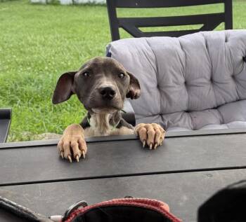 BENNY -  Pit Bull Terrier and Mixed Breed Dog for Adoption in Indianapolis, Indiana - BENNY | PetCurious