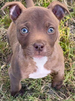 Rescue American Staffordshire Terrier Dogs for Adoption in Arlington, Virginia - Beezy | PetCurious