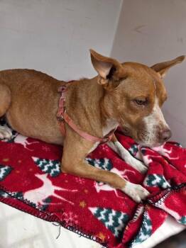 Puffy -  Mixed Breed Dog for Adoption in Mobile, Alabama - Puffy | PetCurious