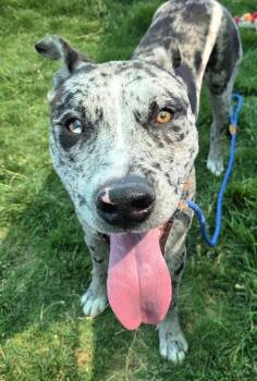 Hiccup -  Catahoula Leopard Dog Dog for Adoption in Pocatello, Idaho - Hiccup | PetCurious