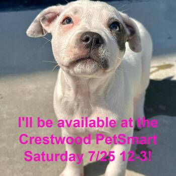 Wonder Woman -  Mixed Breed Dog for Adoption in Matteson, Illinois - Wonder Woman | PetCurious
