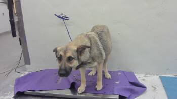 Staffordshire Bull Terrier and Mixed Breed Dogs Available for Adoption in Houston, Texas - A2068918 | PetCurious