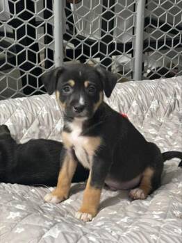 Mixed Breed Dogs Available for Adoption in Chamblee, Georgia - Starch | PetCurious