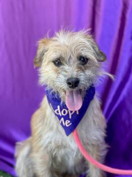 DAISY -  Terrier Dog for Adoption in Rowland Heights, California - DAISY | PetCurious