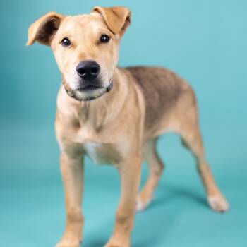 Shepherd Dogs Available for Adoption in Portland, Oregon - Hank | PetCurious