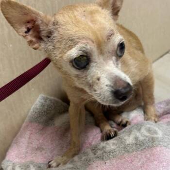 Chihuahua Dogs Available for Adoption in Lufkin, Texas - Cora | PetCurious