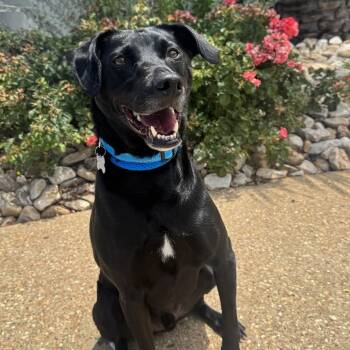Tango -  Black Labrador Retriever and Mixed Breed Dog for Adoption in Chesapeake, Virginia - Tango | PetCurious