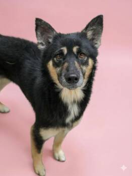 German Shepherd Dog and Mixed Breed Dogs Available for Adoption - Vaylee | PetCurious