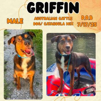 Griffin -  Australian Cattle Dog Blue Heeler and Catahoula Leopard Dog Dog for Adoption in Caldwell, Texas - Griffin | PetCurious