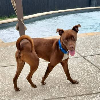 Hershey -  Labrador Retriever and Basenji Dog for Adoption in San Antonio, Texas - Hershey | PetCurious
